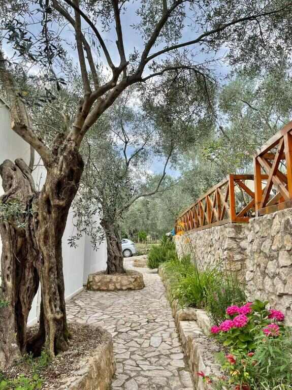 Stone path between ancient olive trees at Eman Resort in Ulcinj